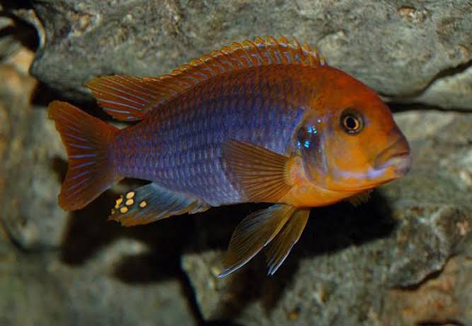 Rusty Cichlid
