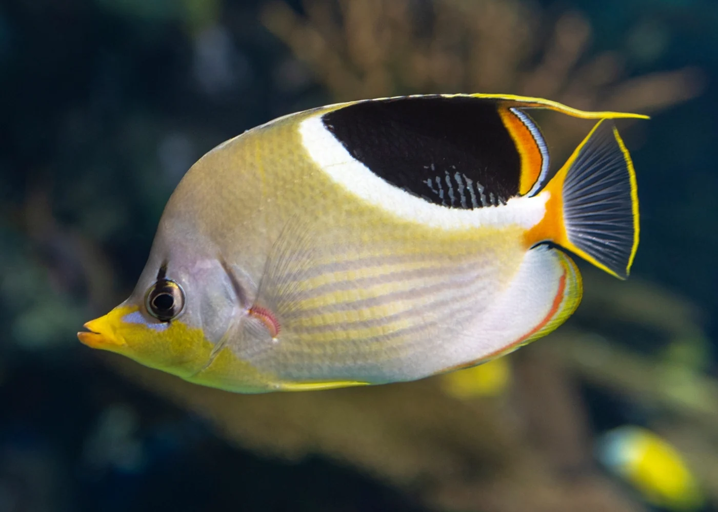 Saddleback Butterflyfish