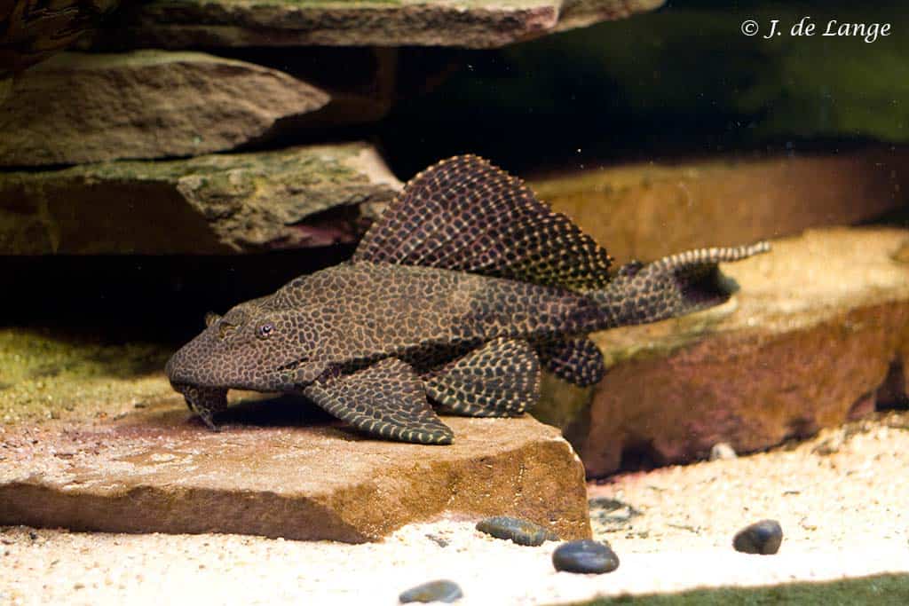 Sailfin Pleco