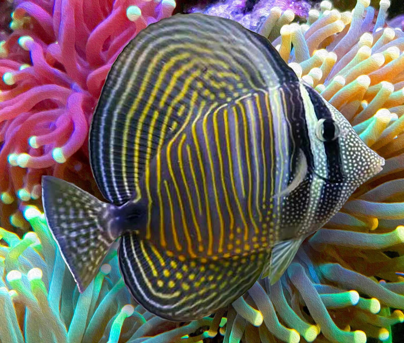 Sailfin Tang