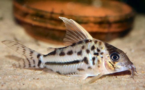 Schwartz's Corydoras