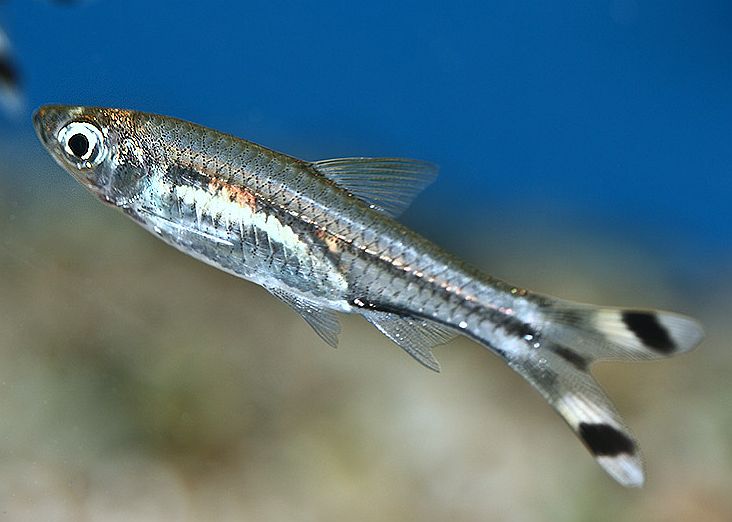 Scissortail Rasbora