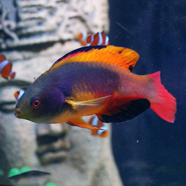 Scott's Fairy Wrasse