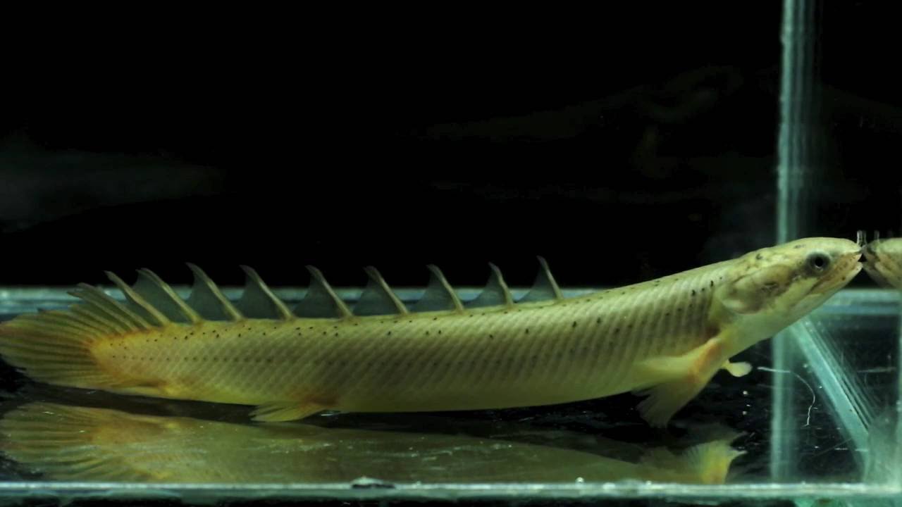 Senegal Bichir
