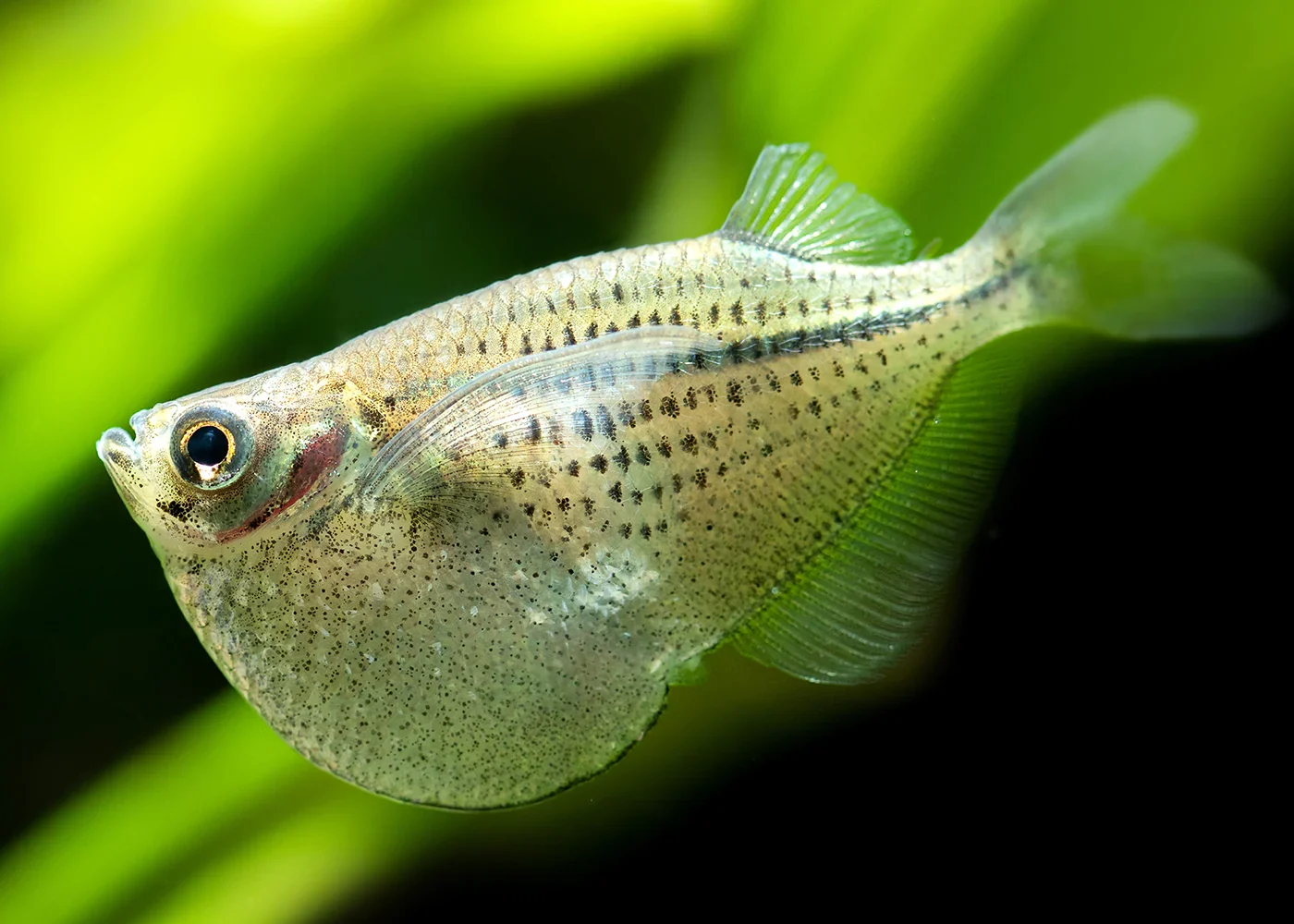 Silver Hatchetfish