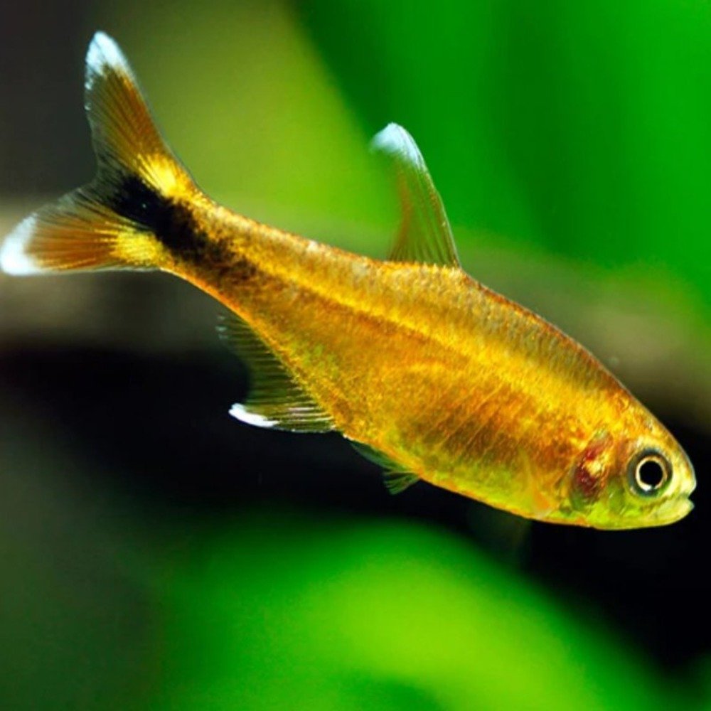 Silvertip Tetra