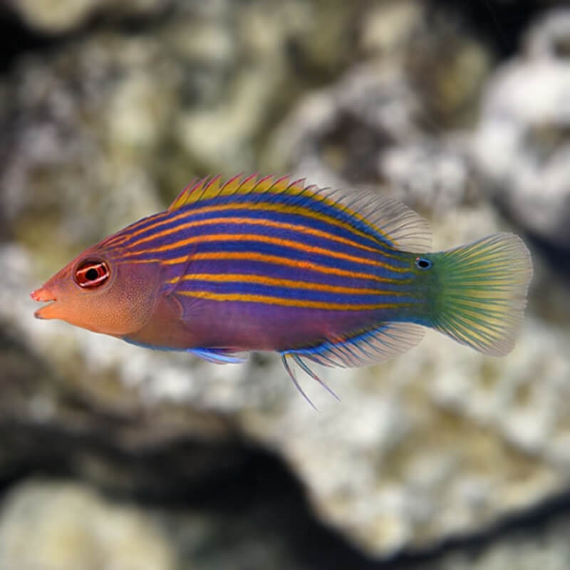 Sixline Wrasse