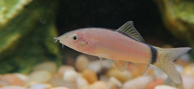 Skunk Loach