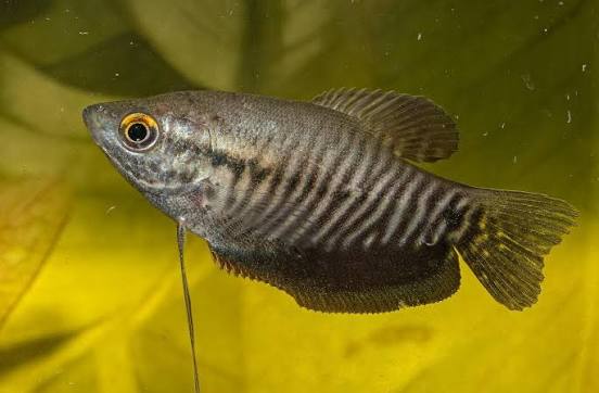 Snakeskin Gourami