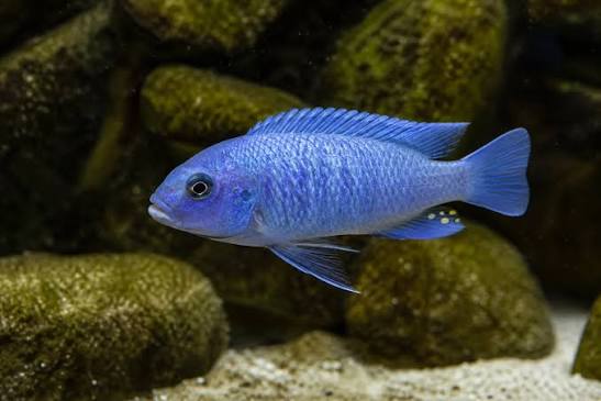 Socolofi Cichlid