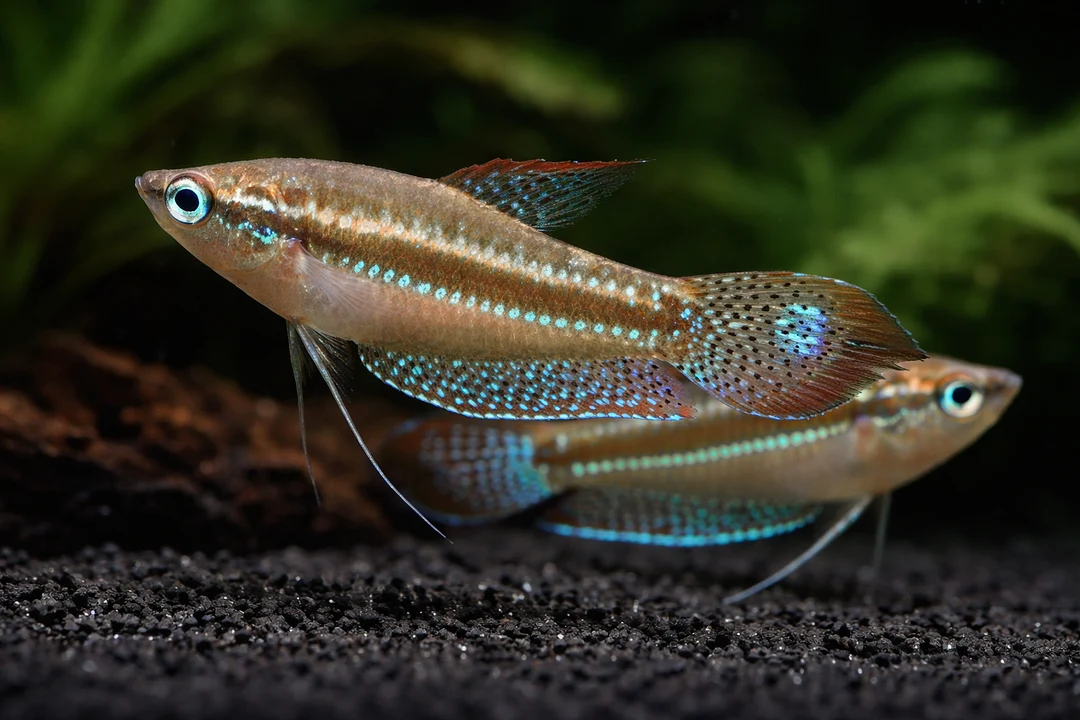 Sparkling Gourami