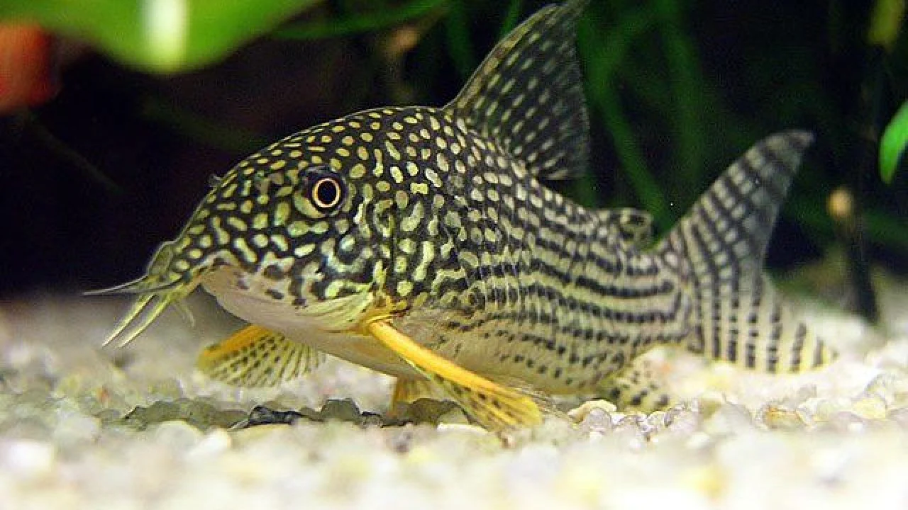 Sterba's Corydoras