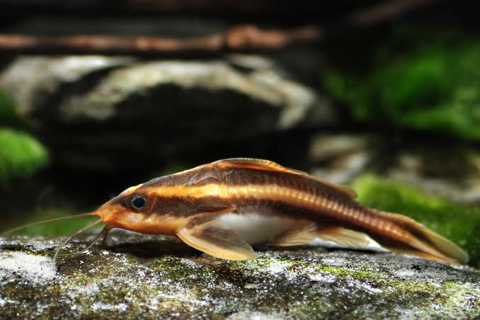 Striped Raphael Catfish