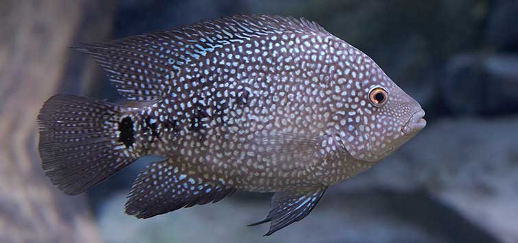 Texas Cichlid