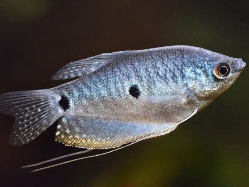 Three Spot Gourami