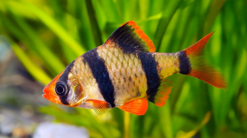 Tiger Barb