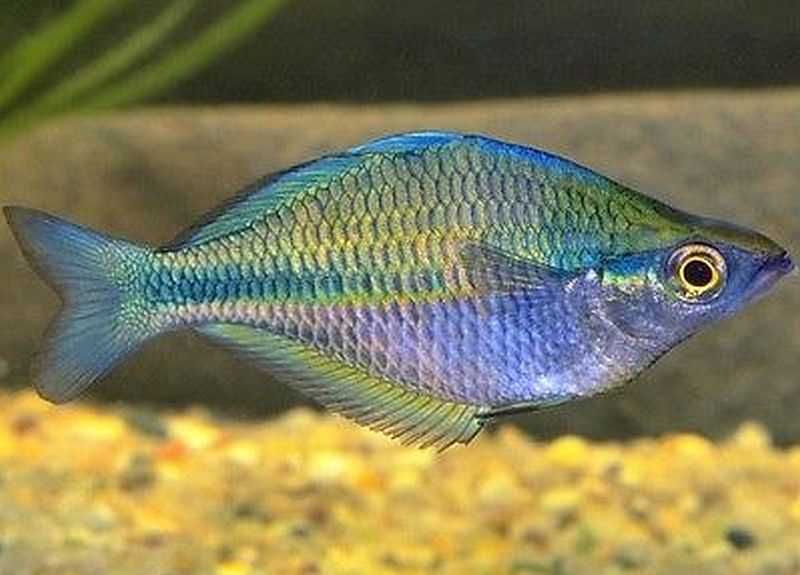 Turquoise Rainbowfish
