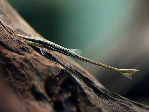 Twig Catfish