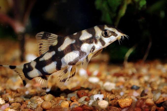 Yoyo Loach