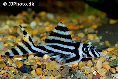 Zebra Pleco